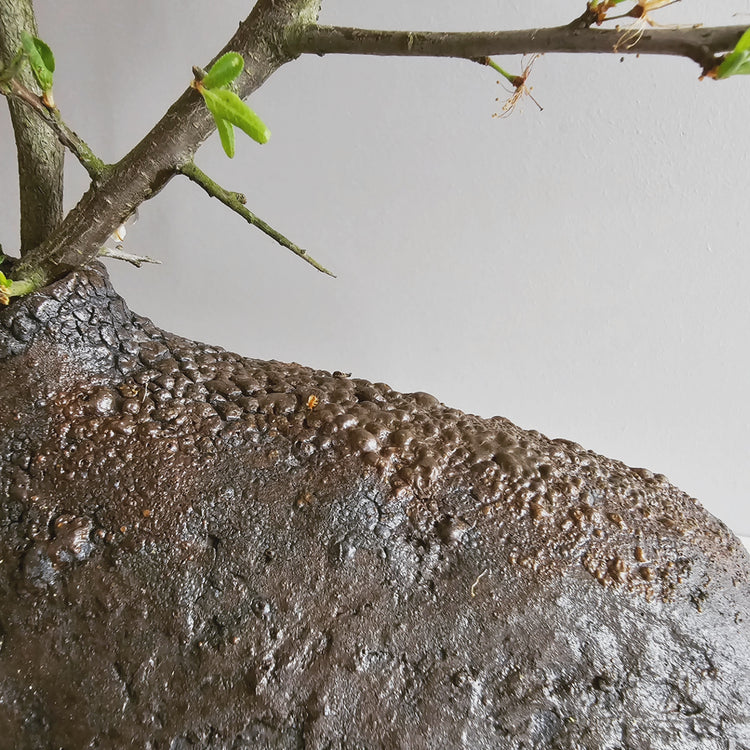 Obscura / vaso in grès bruno-nero