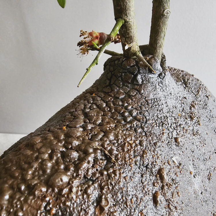 Obscura / vaso in grès bruno-nero