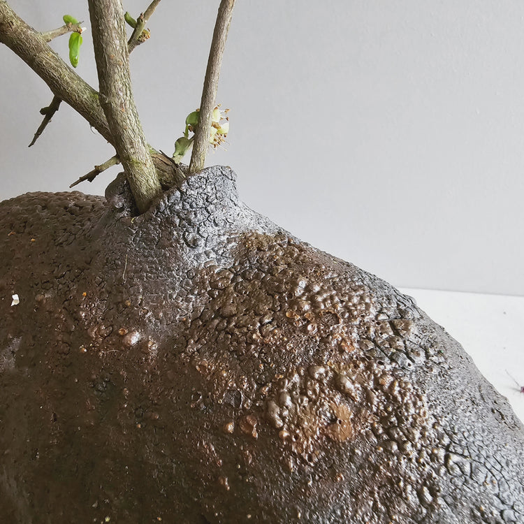 Obscura / vaso in grès bruno-nero