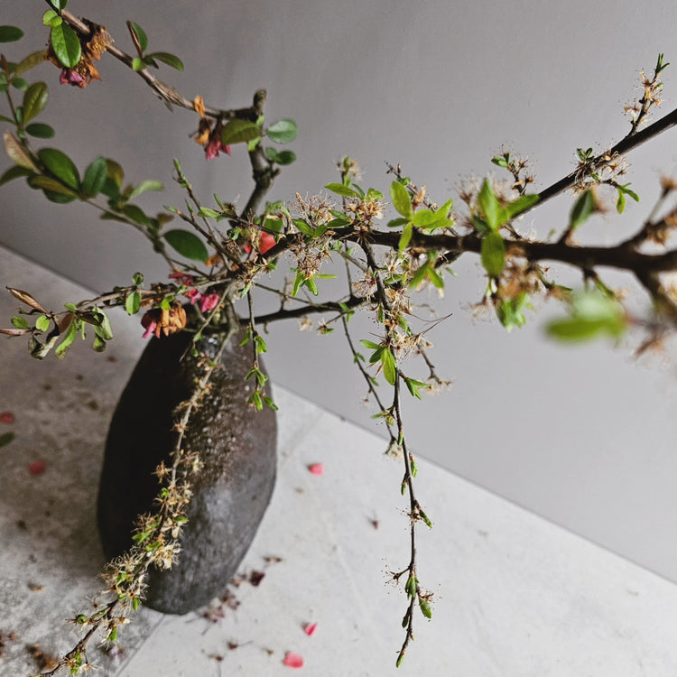 Obscura / vaso in grès bruno-nero